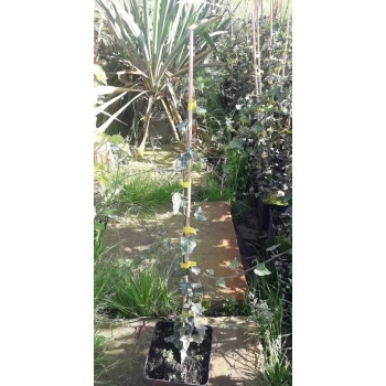 HEDERA BLUSZCZ zimą zielony odporne na mróz - sadzonki 50 / 80 cm